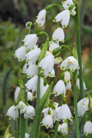 Leucojum aestivum 'Gravetye Giant'