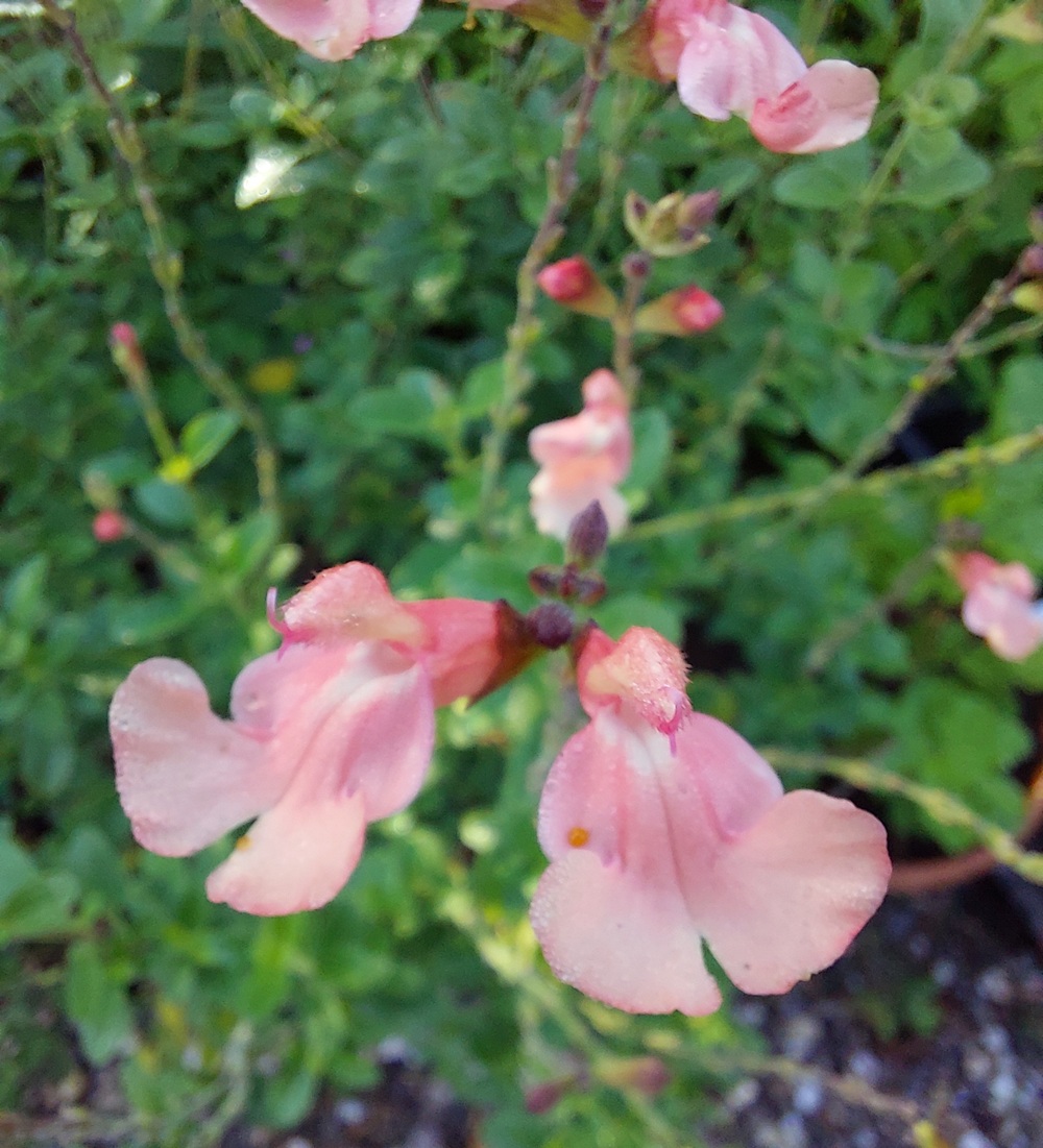 Salvia microphylla   'Papajan'®