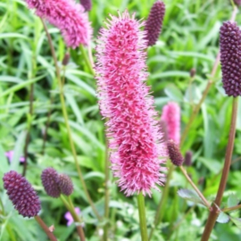 Sanguisorba menziesii