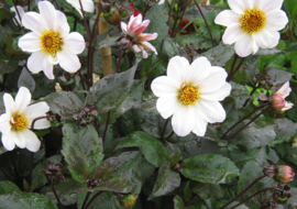 Dahlia  'Bishop of Dover'