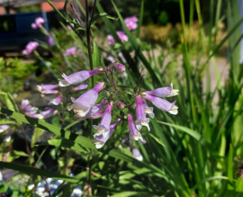 Penstemon hirsutus var. pygmaeus
