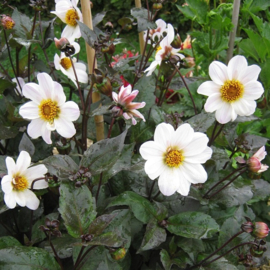 Dahlia  'Bishop of Dover'