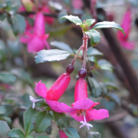 Fuchsia 'Lottie Hobby'