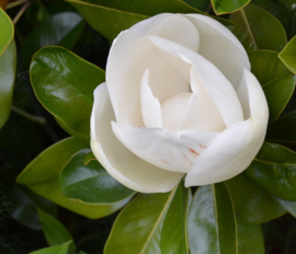 Magnolia grandiflora ‘Exmouth’, blogpost 1