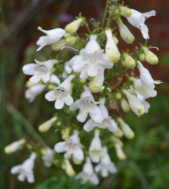 Penstemon digitalis 'Alba'