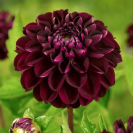 Dahlia 'Dark Spirit'