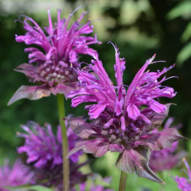 Monarda 'Scorpion'