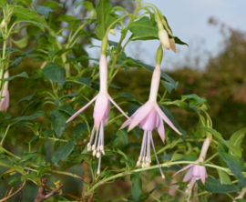 Fuchsia 'Whiteknight's Pearl'