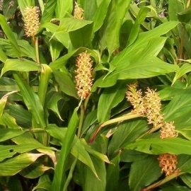 Hedychium densiflorum