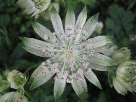 Astrantia major 'Superstar' PBR  (syn  'White Giant')