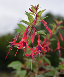 Fuchsia 'Chenois  Godelieve'