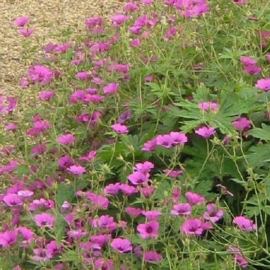 Geranium  hybride 'Patricia'