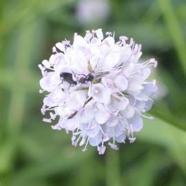 Succisella inflexa 'Frosted Pearls'