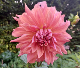Dahlia 'Belle of Barmera'