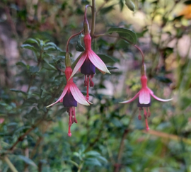 Fuchsia magellanica  'Logan Woods'