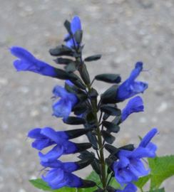 Salvia 'Lake McKenzie' ®