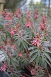 Euphorbia martinii 'Flame'