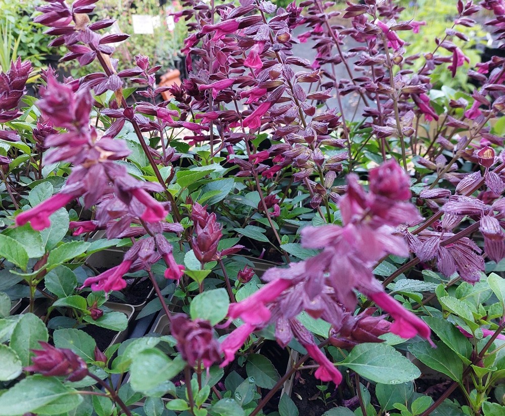 Salvia 'Love and Wishes' (PBR)