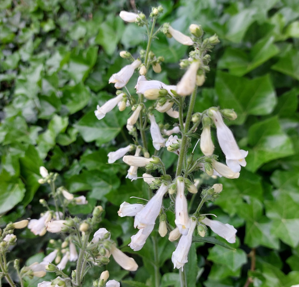 Penstemon hirsutus var. pygmaeus f. albus
