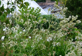 Eryngium paniculatum