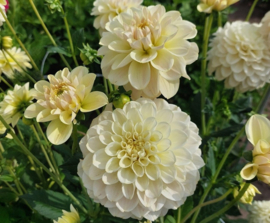 Dahlia 'Caramel Antique'