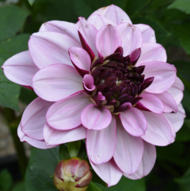 Dahlia 'Crème de Cassis'