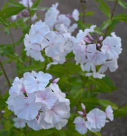 Phlox paniculata `Anne`