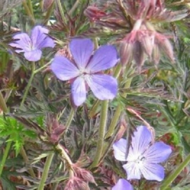 Geranium prat. 'Victor Reiter'