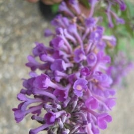 Buddleja  'Pride of Longstock'