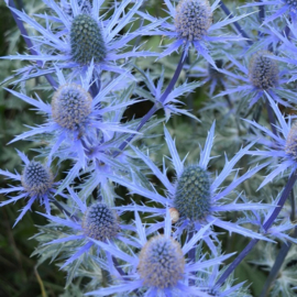 Eryngium × zabelii 'Big Blue'®