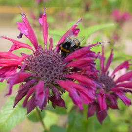 Monarda 'Kardinal'