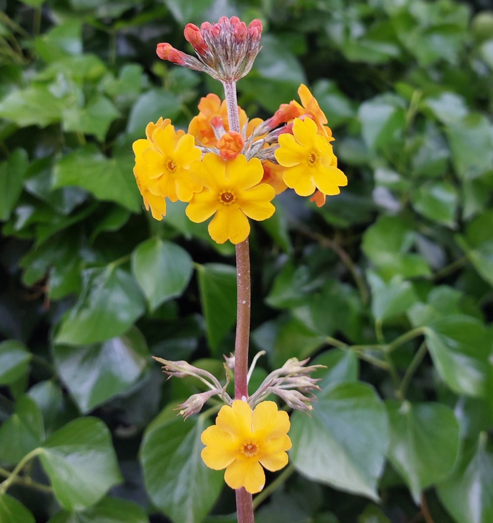 Primula bulleyana