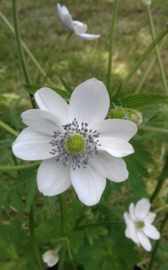 Anemone leveillei