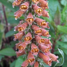 Digitalis parviflora