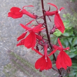 Lobelia fulgens 'Queen Victoria'