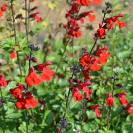 Salvia microphylla  ‘Salvinio True Red' ®