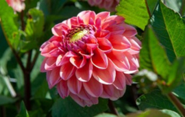 Dahlia 'Daisy Duke'