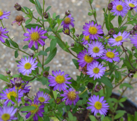 Aster ageratoides 'Ezo Murasaki'®