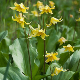 Erythronium 'Pagoda'