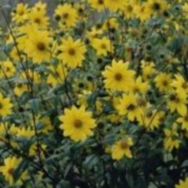 Helianthus microcephalus