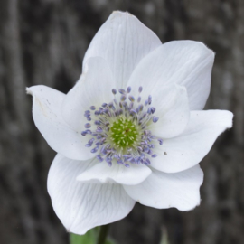 Anemone leveillei