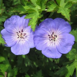 Geranium `Rozanne' ®