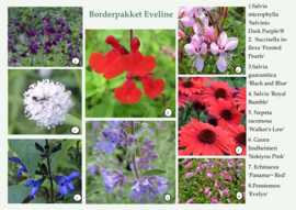 Borderpakket Eveline volle zon, art.nr 20102023 10m2
