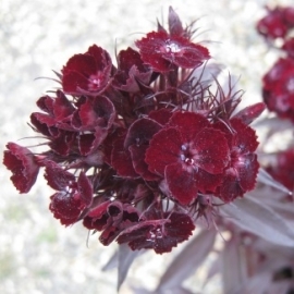 Dianthus barbatus nigrescens