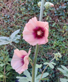 Alcea rosea 'Halo Apricot' (Halo Series)