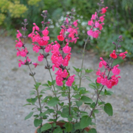 Salvia 'Pink Pong' ®