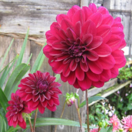 Dahlia 'Karma Naomi' ®