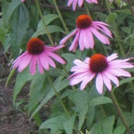 Echinacea purpurea