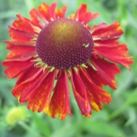 Helenium 'Moerheim Beauty'