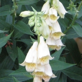 Digitalis grandiflora